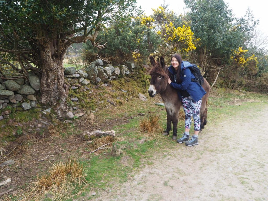 Carrantuohill and the Donkey