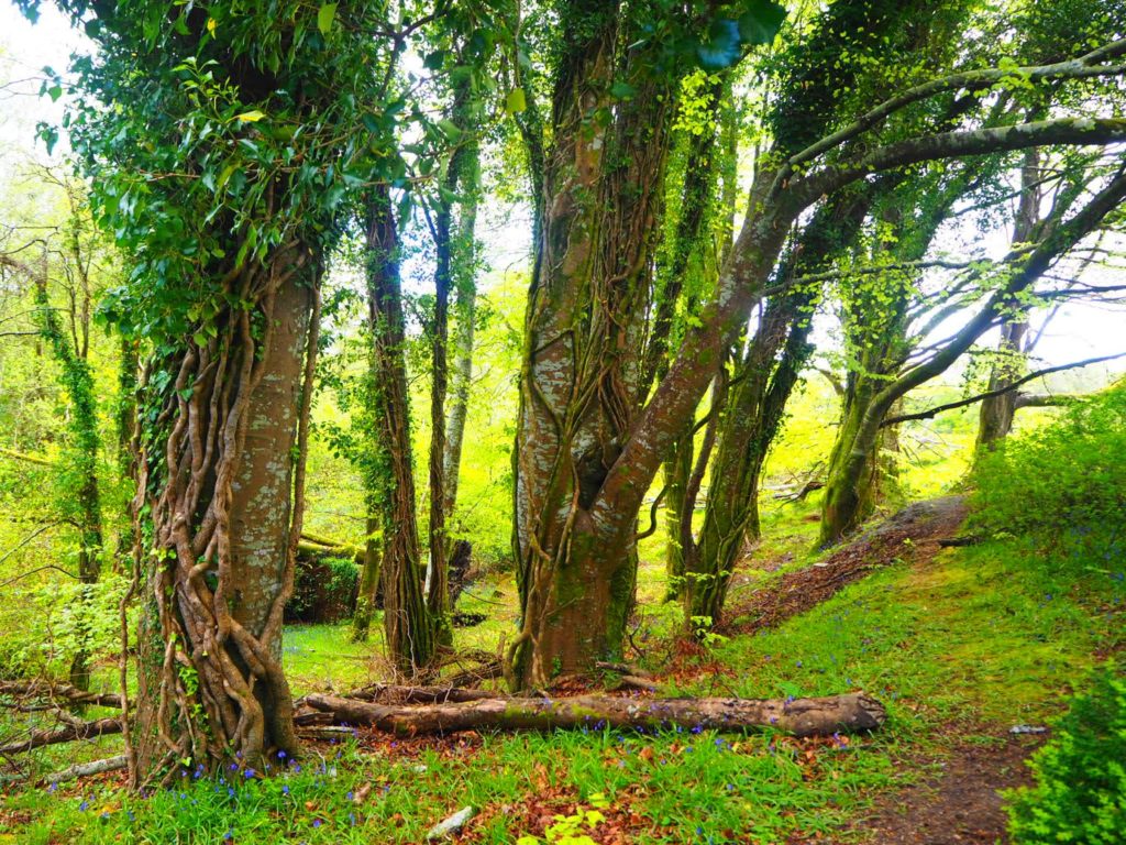 Abbaye Muckross